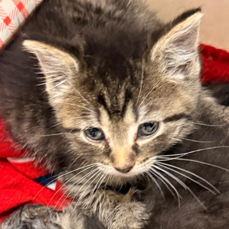 A baby small-sized female Brown / Chocolate Domestic Short Hair cat named Rita for adoption in Evansville, IN