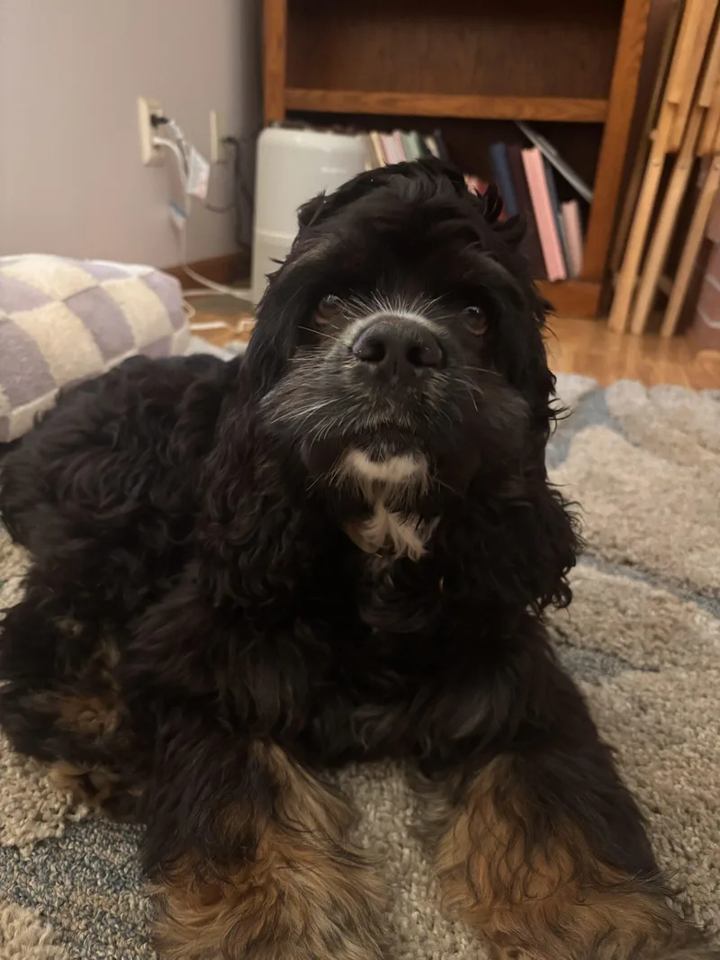 A baby small-sized male Cocker Spaniel dog named Teddy K for adoption in Parker, CO