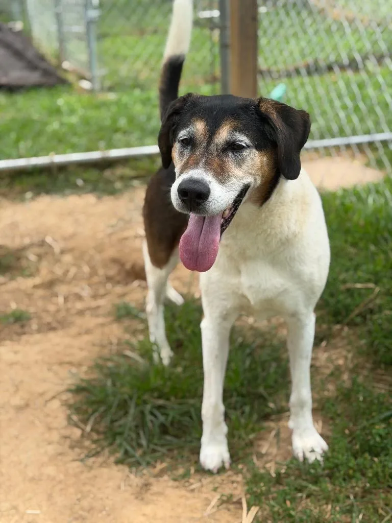 A senior large-sized female Hound dog named Ethel for adoption in Blountville, TN