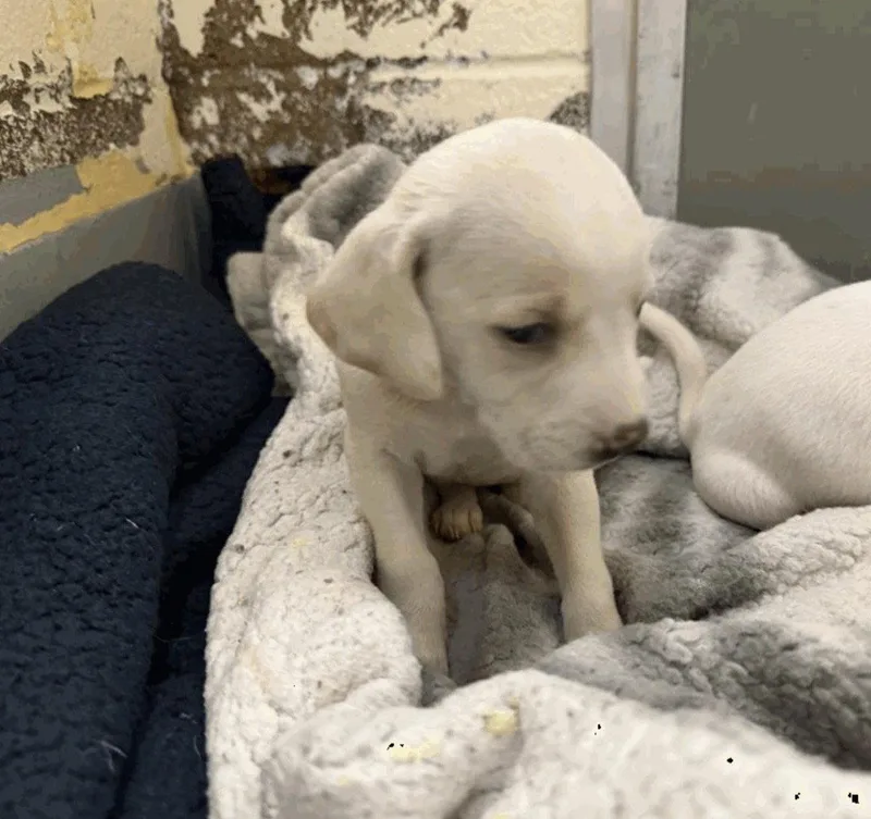 A baby medium-sized female Beagle dog named Mia for adoption in Bothell, WA