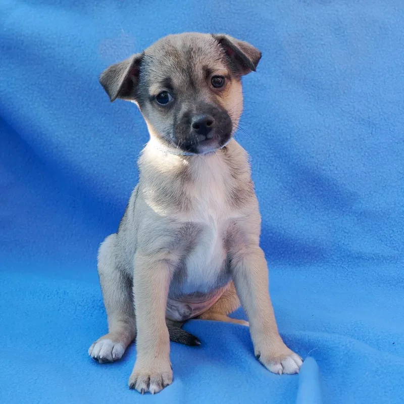 Bella Mite thumbnail 2