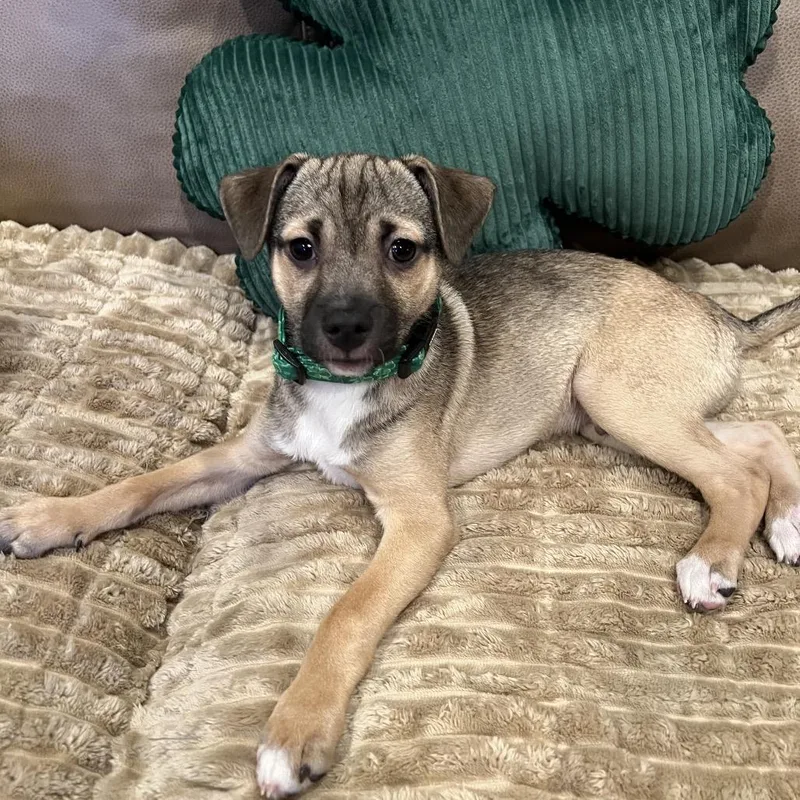 Bella Mite thumbnail 3