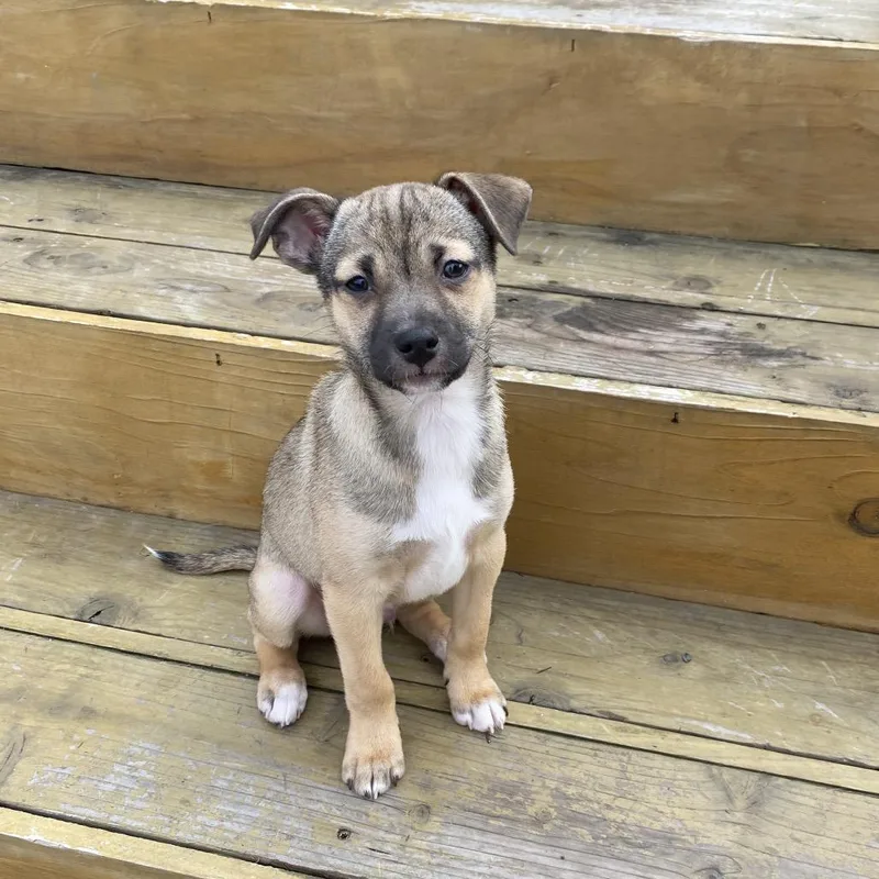 Bella Mite thumbnail 5