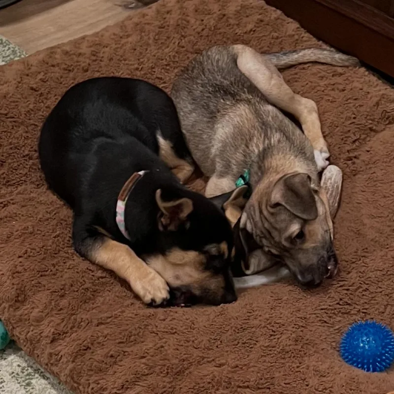 Bella Mite thumbnail 6