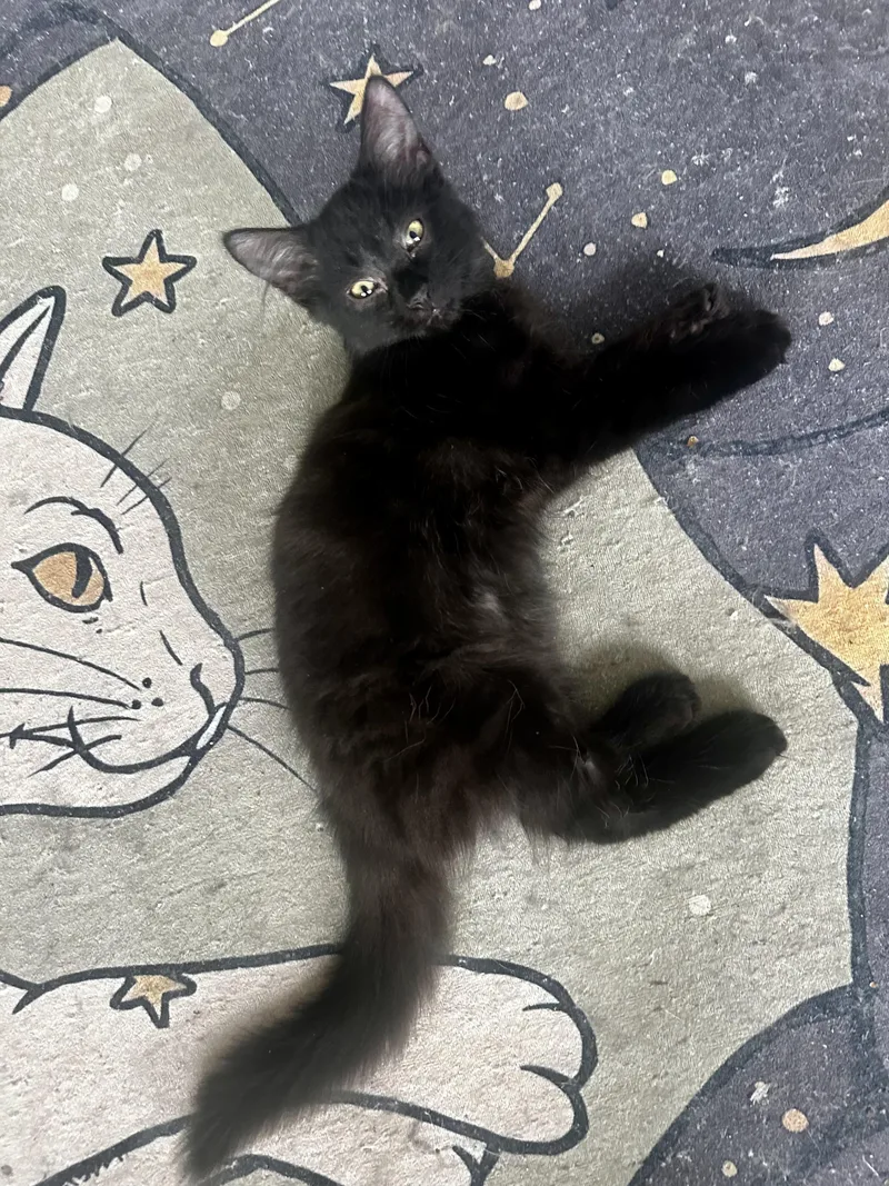 A baby small-sized male Black Domestic Long Hair cat named Renato for adoption in Richmond, VA