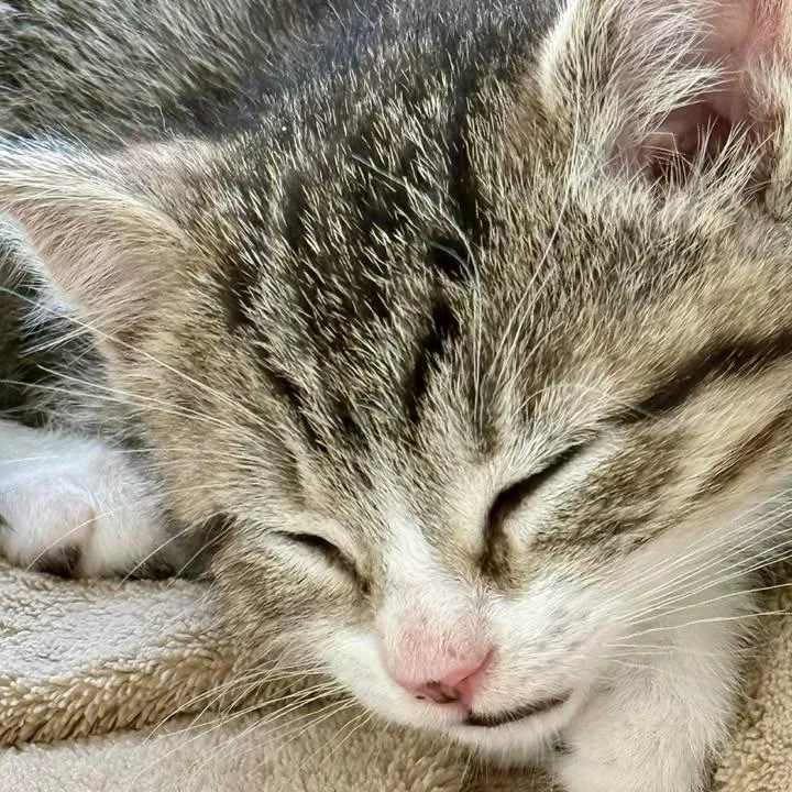 A baby small-sized male Brown / Chocolate Domestic Short Hair cat named Conner for adoption in Marion, IL