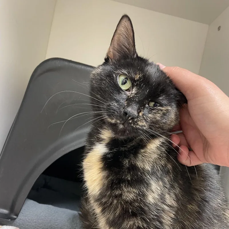 An adult medium-sized female Tortoiseshell Domestic Short Hair cat named Eos for adoption in Nashville, TN