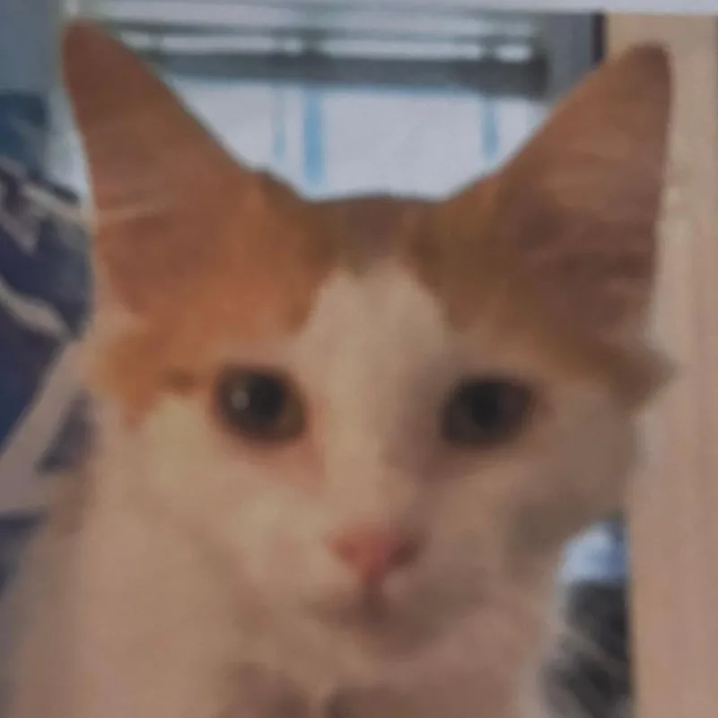 Apawllo