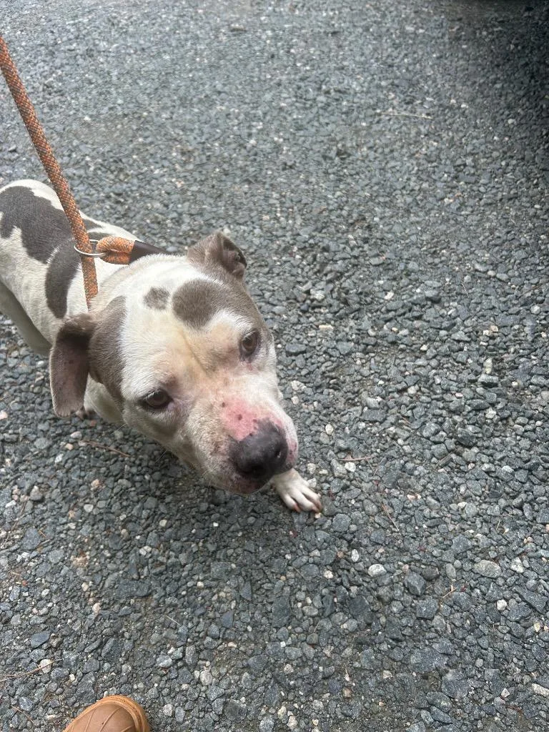 An adult large-sized female Mixed Breed dog named Samara for adoption in Oxford, NC