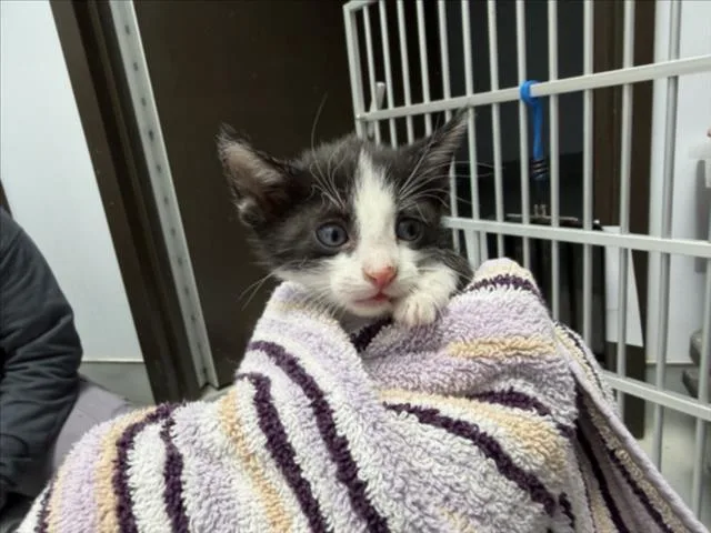 A baby small-sized male Domestic Medium Hair cat named Agent for adoption in Santa Fe, NM