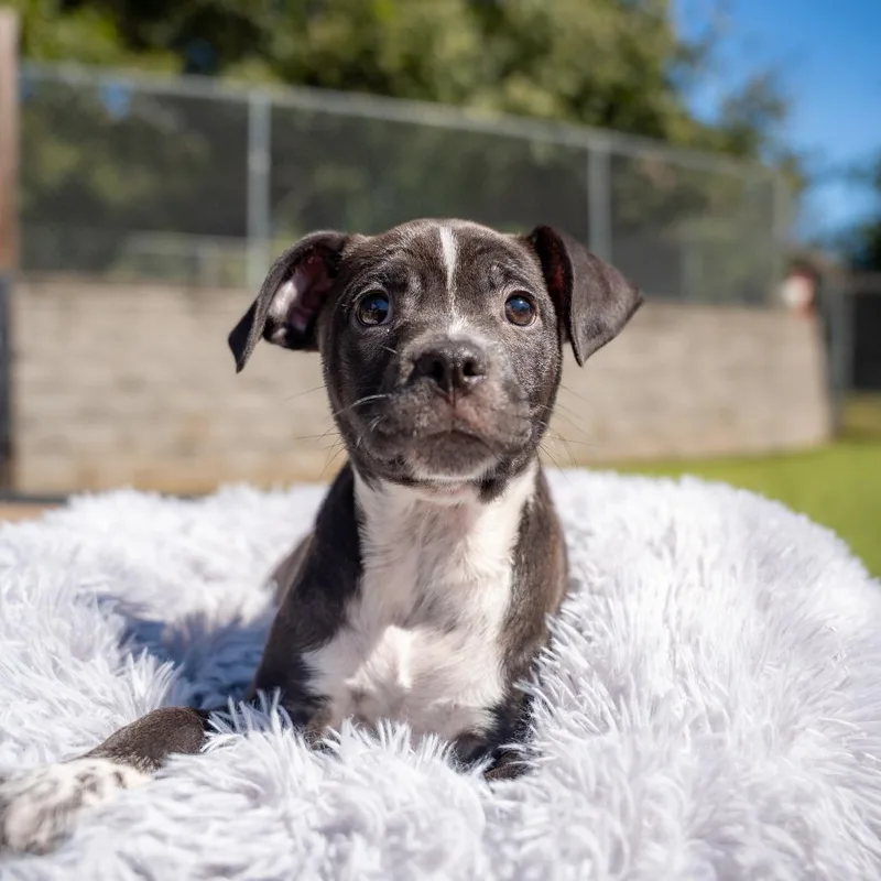 A baby medium-sized female Terrier dog named Effie for adoption in Gainesville, GA