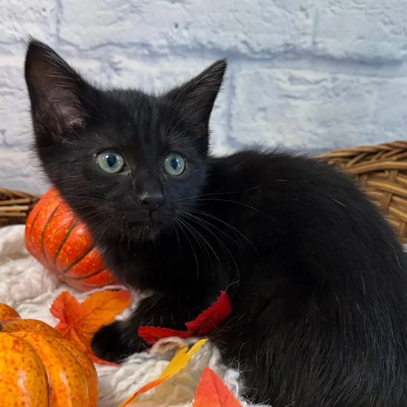 A baby small-sized male Black Domestic Short Hair cat named Duncan for adoption in Harrisonburg, VA
