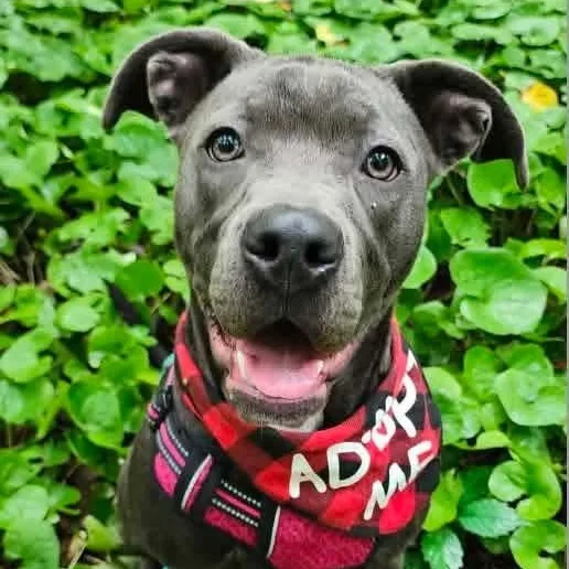 A young medium-sized female Pit Bull Terrier dog named Scottie for adoption in East Peoria, IL