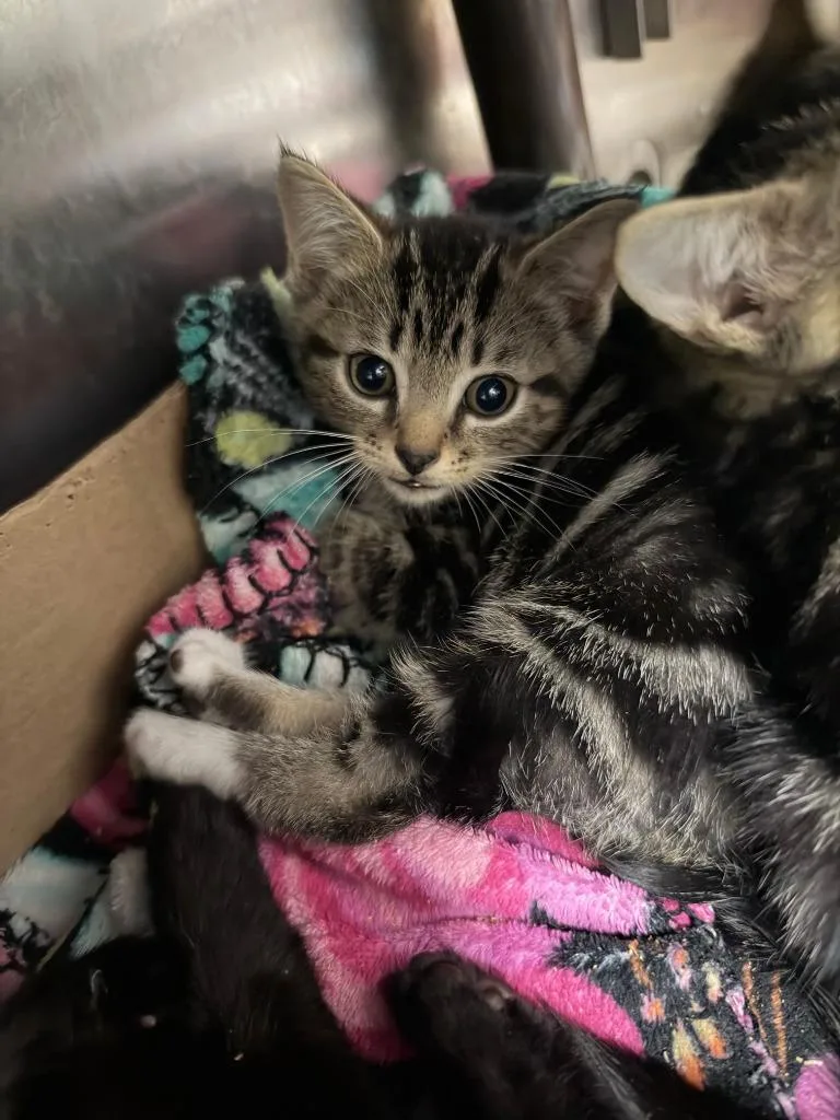 A baby large-sized female Domestic Short Hair cat named Dani Dennison for adoption in Chickamauga , GA