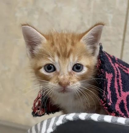 A baby small-sized male Domestic Short Hair cat named Hobbs for adoption in Honolulu, HI