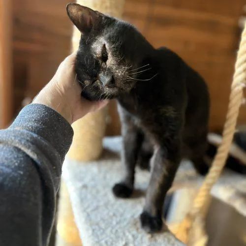An adult medium-sized male Bombay cat named Drillbit for adoption in Knoxville, TN