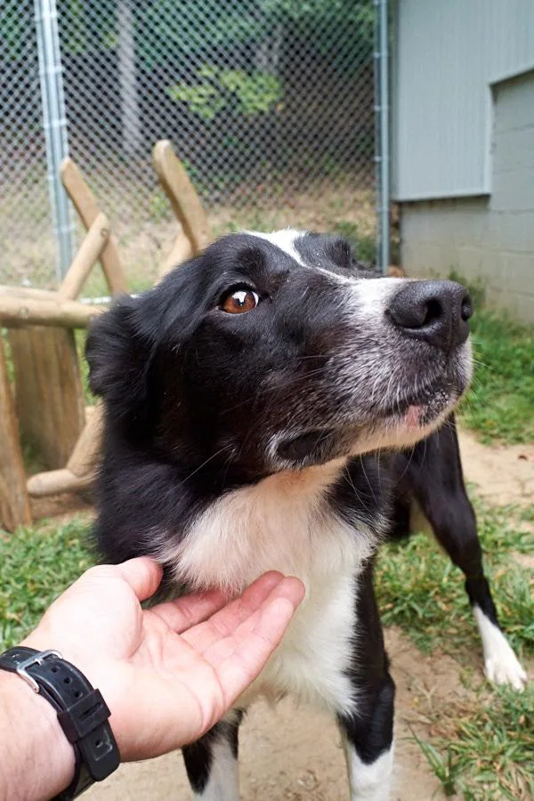 Puppup Community Post