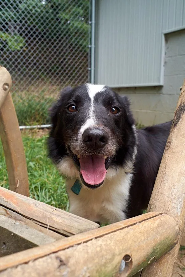 Puppup Community Post thumbnail 2