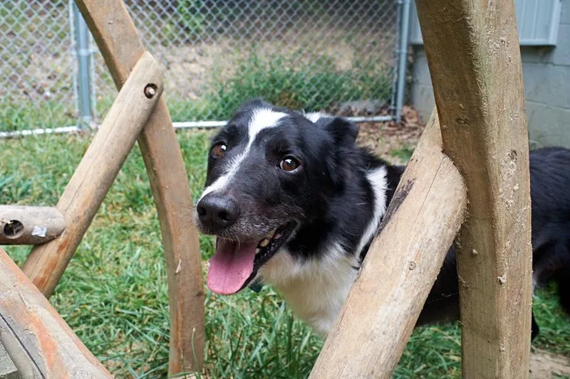 Puppup Community Post thumbnail 4