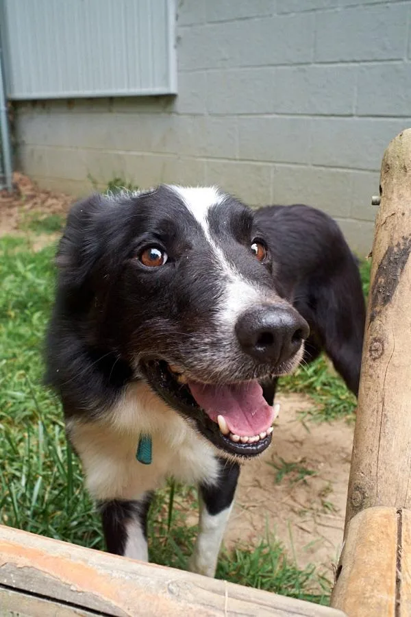 Puppup Community Post thumbnail 5