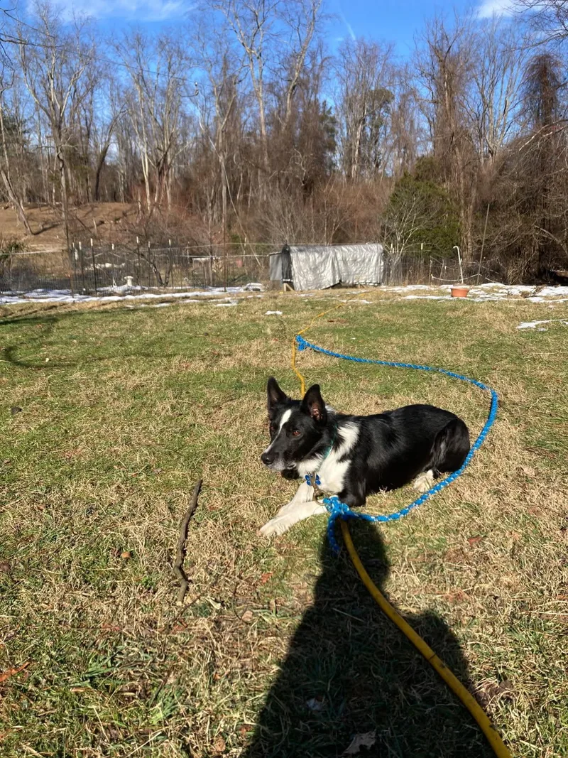 Puppup Community Post thumbnail 6