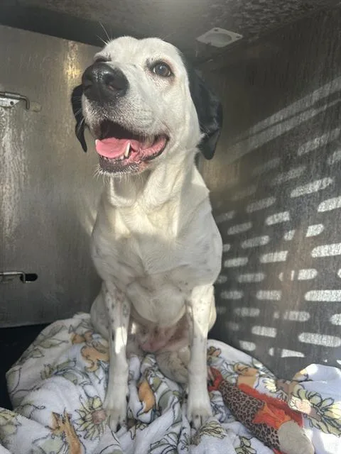 An adult large-sized female Hound dog named Pipper for adoption in San Antonio, TX