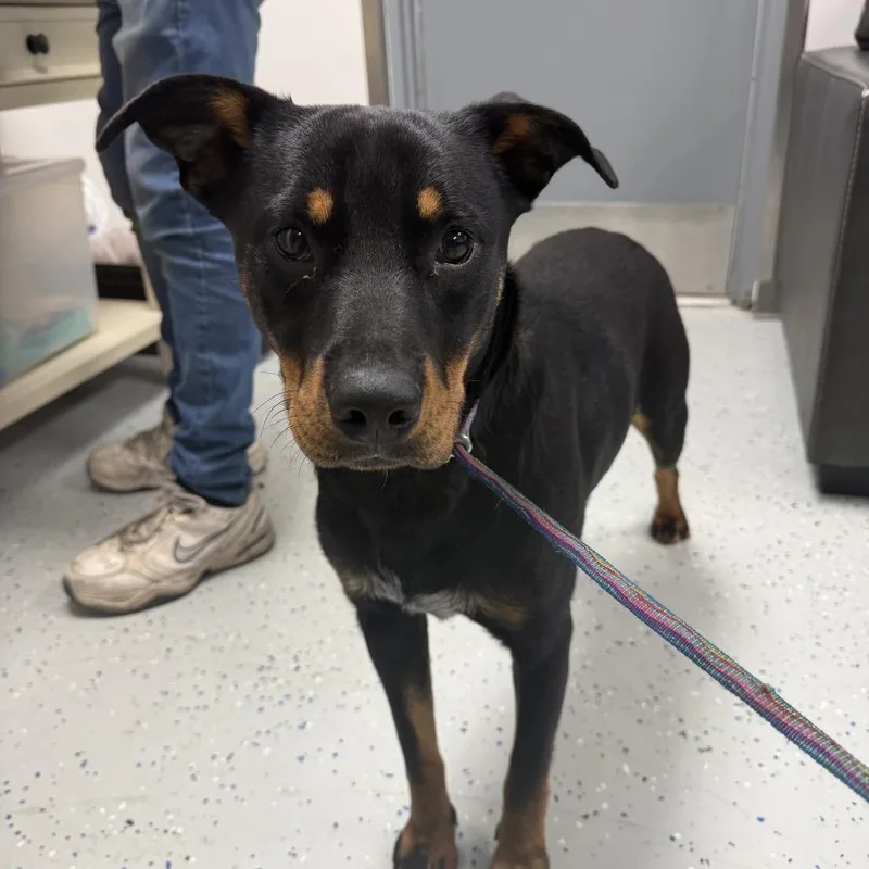 An adult medium-sized male Black Rottweiler dog named Kylo for adoption in Falls Church, VA