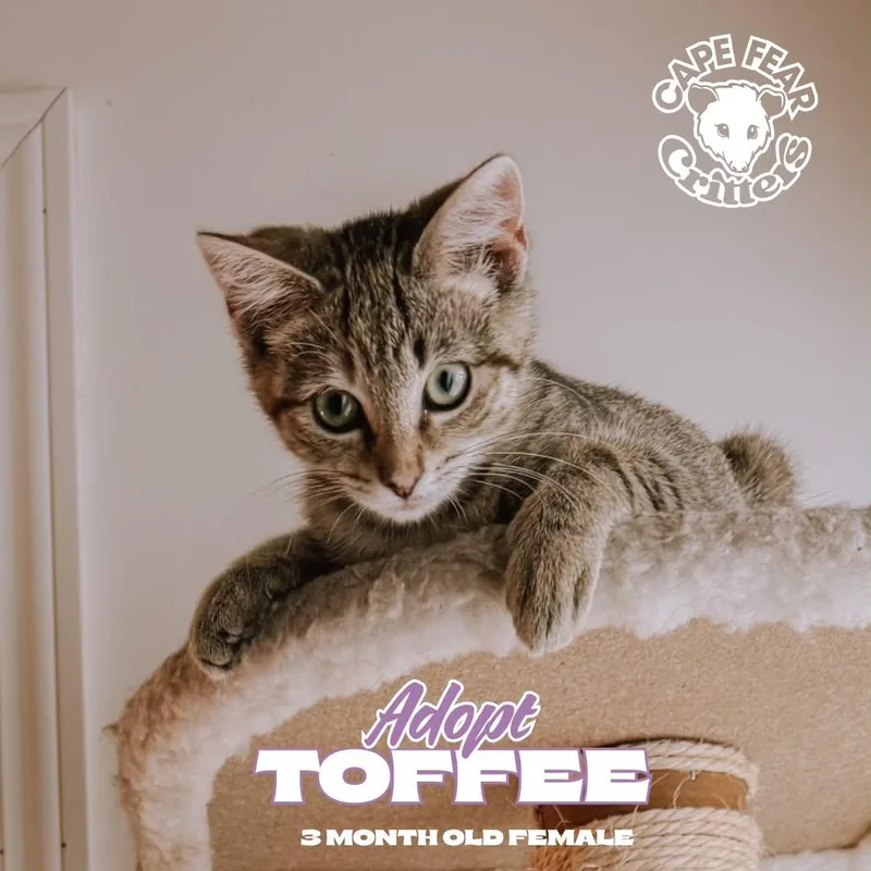 A young small-sized female Domestic Short Hair cat named Toffee for adoption in Wilmington, NC