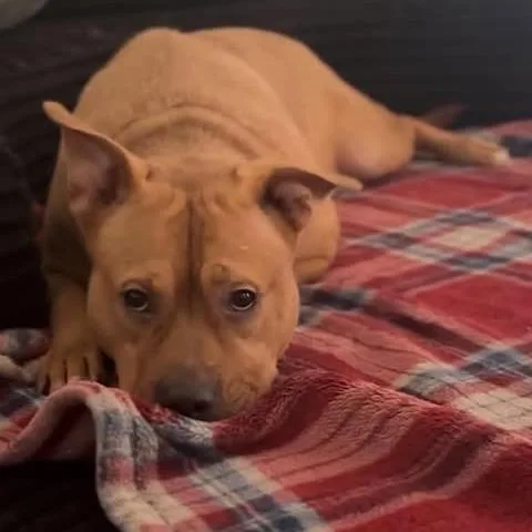 Jynx thumbnail 5