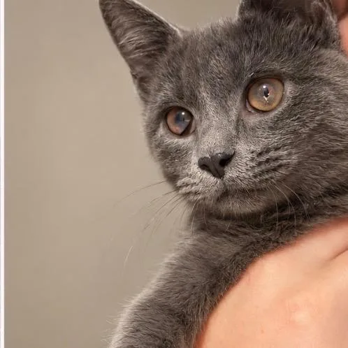 A baby small-sized female Gray / Blue / Silver Domestic Short Hair cat named Mouse for adoption in La Grange, KY