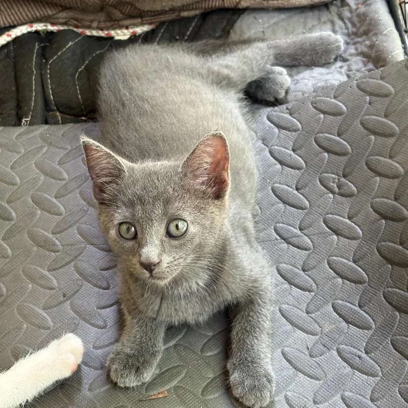 A baby medium-sized male Gray / Blue / Silver Russian Blue cat named Asher for adoption in Gastonia, NC