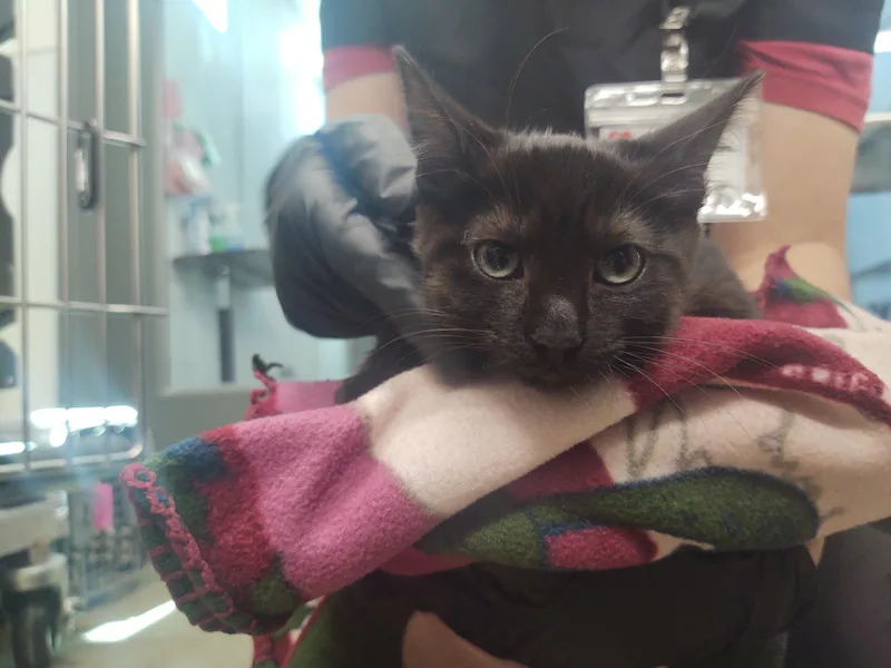 A baby small-sized female Domestic Short Hair cat named Patty for adoption in Chico, CA