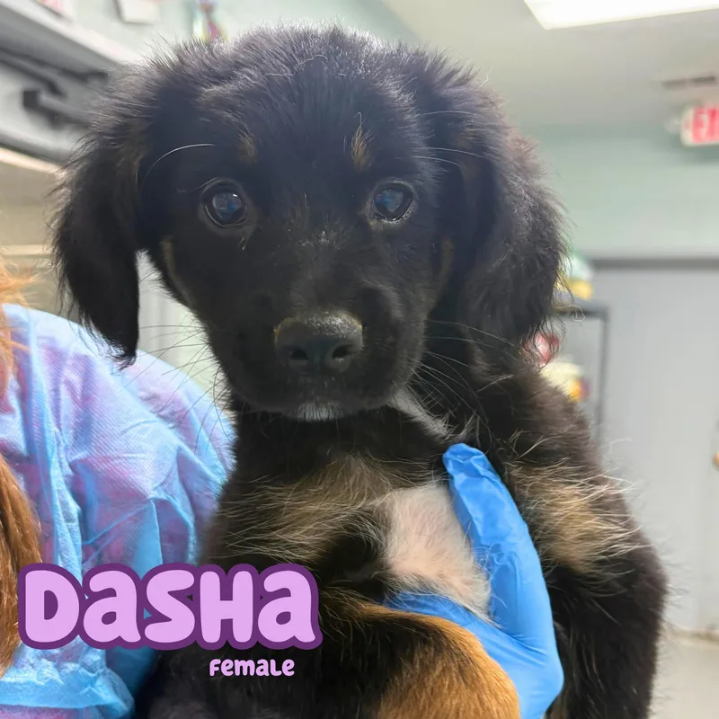 Dasha