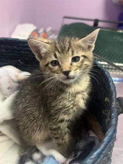 A baby small-sized male Domestic Short Hair cat named 61687484 for adoption in El Paso, TX