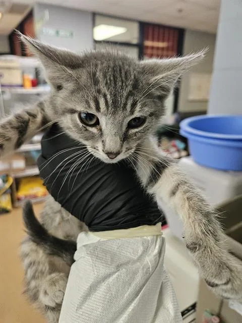 A baby small-sized female Domestic Short Hair cat named Shamika for adoption in Omaha, NE