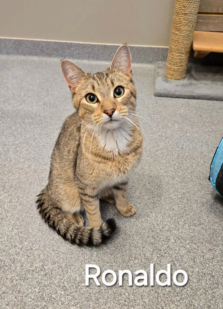 A young small-sized male Domestic Short Hair cat named Ronaldo for adoption in Sidney, OH