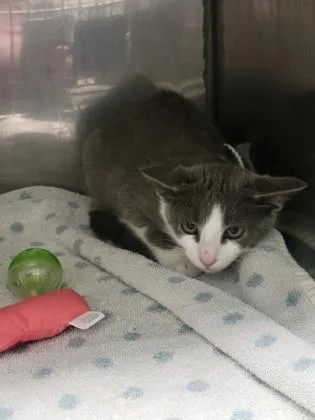 A baby small-sized female Domestic Short Hair cat named Reagan for adoption in Fishers, IN