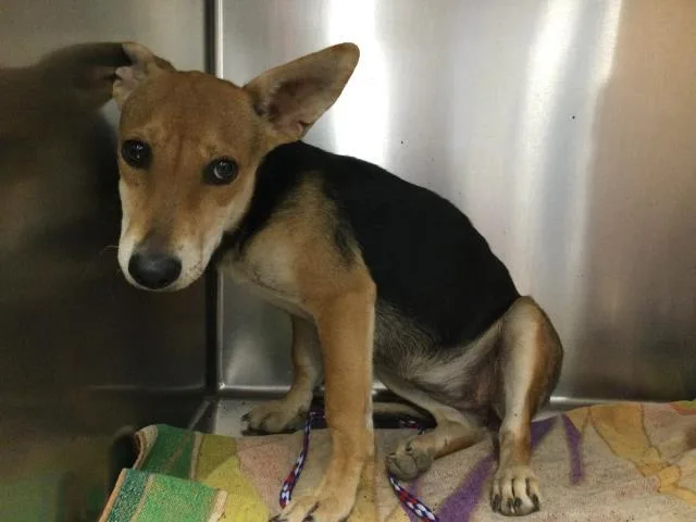 A young medium-sized female Chihuahua dog named Tina for adoption in Riverside, CA