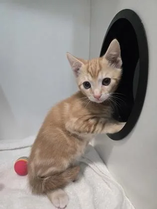 A baby small-sized male Domestic Short Hair cat named Baked Bean for adoption in Savannah, GA
