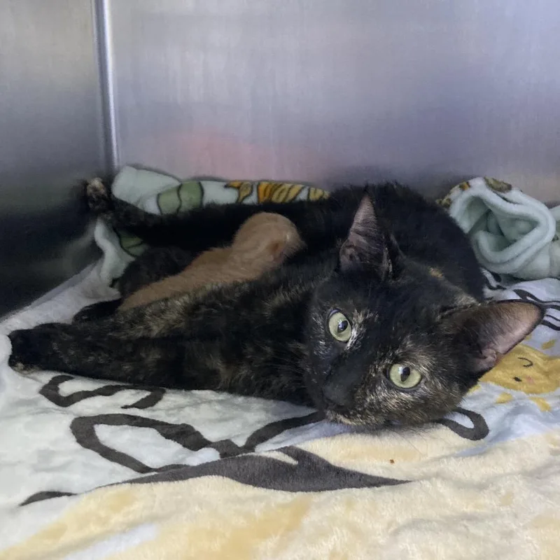 An adult medium-sized female Tortoiseshell Domestic Short Hair cat named Harp for adoption in Galveston, TX