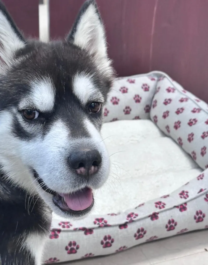 An adult medium-sized female Husky dog named Sakari for adoption in Clayton, NJ