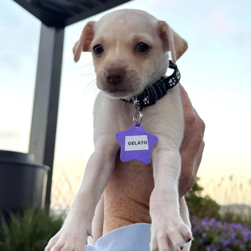 A baby small-sized male White / Cream Chihuahua dog named Gelato for adoption in San Francisco, CA