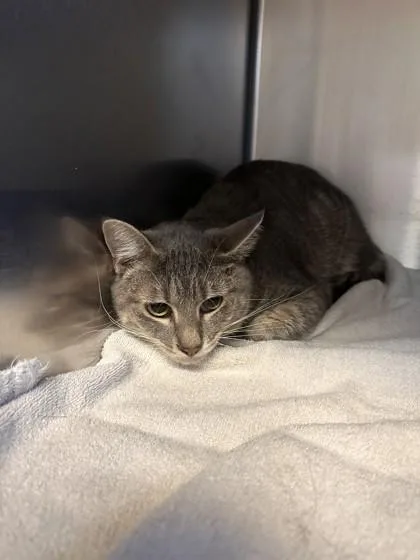 An adult small-sized male Domestic Short Hair cat named G for adoption in West Chester, PA