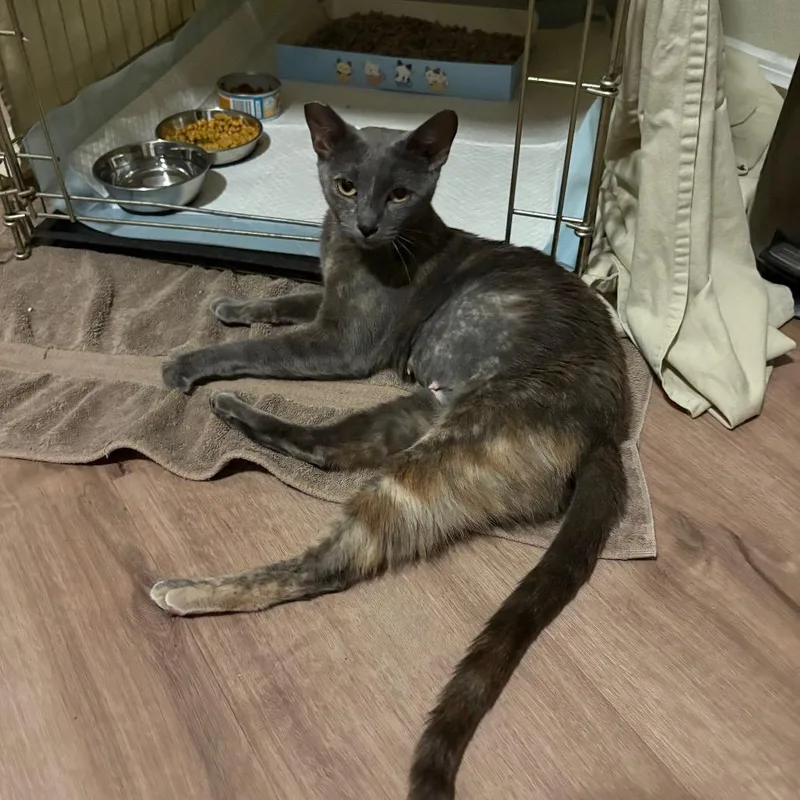An adult medium-sized female Tortoiseshell Domestic Short Hair cat named Ivy for adoption in Las Vegas, NV