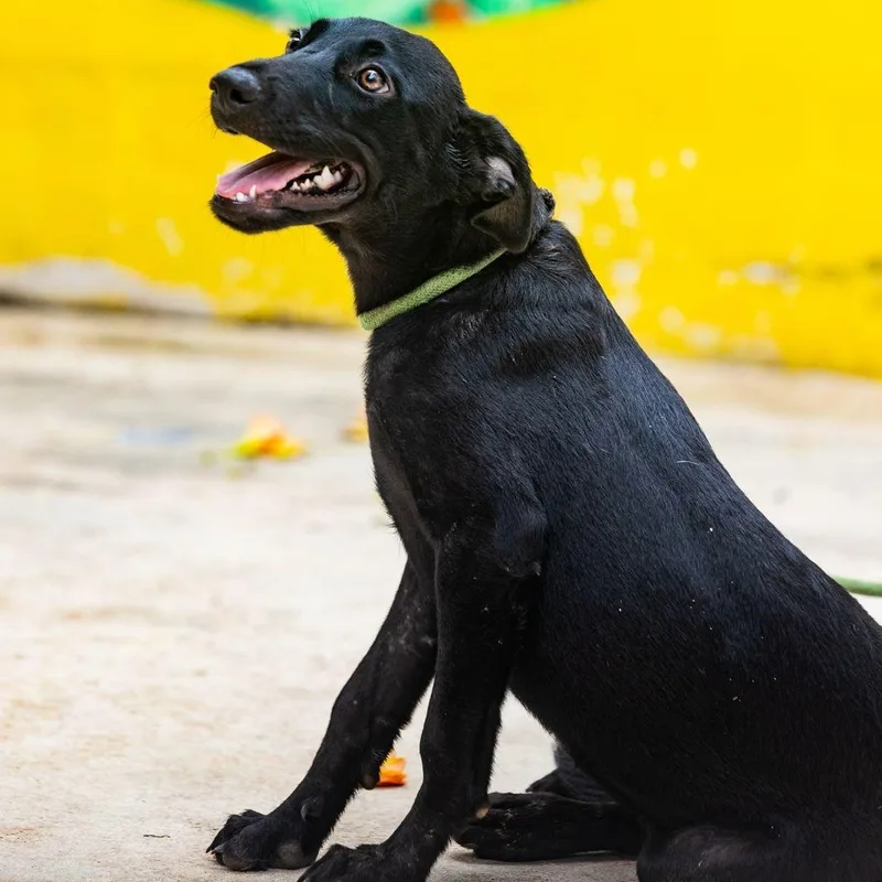 A young medium-sized female Black Labrador Retriever dog named Onyx for adoption in New York, NY