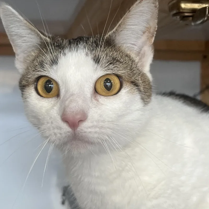 A young medium-sized female Domestic Short Hair cat named Analisa for adoption in Johnston, RI