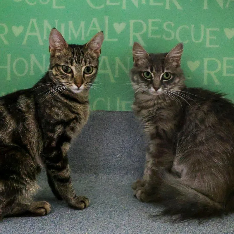 A young medium-sized female Gray / Blue / Silver Domestic Short Hair cat named Butter for adoption in Bradenton, FL