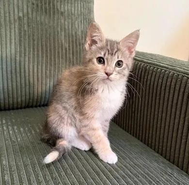 A baby medium-sized female Dilute Calico Domestic Short Hair cat named Andromeda for adoption in Andover, MN