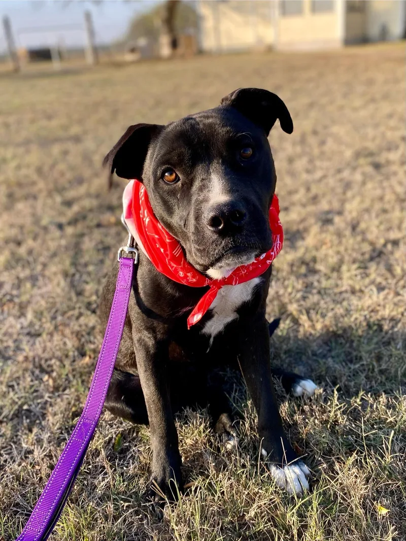An adult medium-sized male American Staffordshire Terrier dog named Casper for adoption in Johnson City, TX