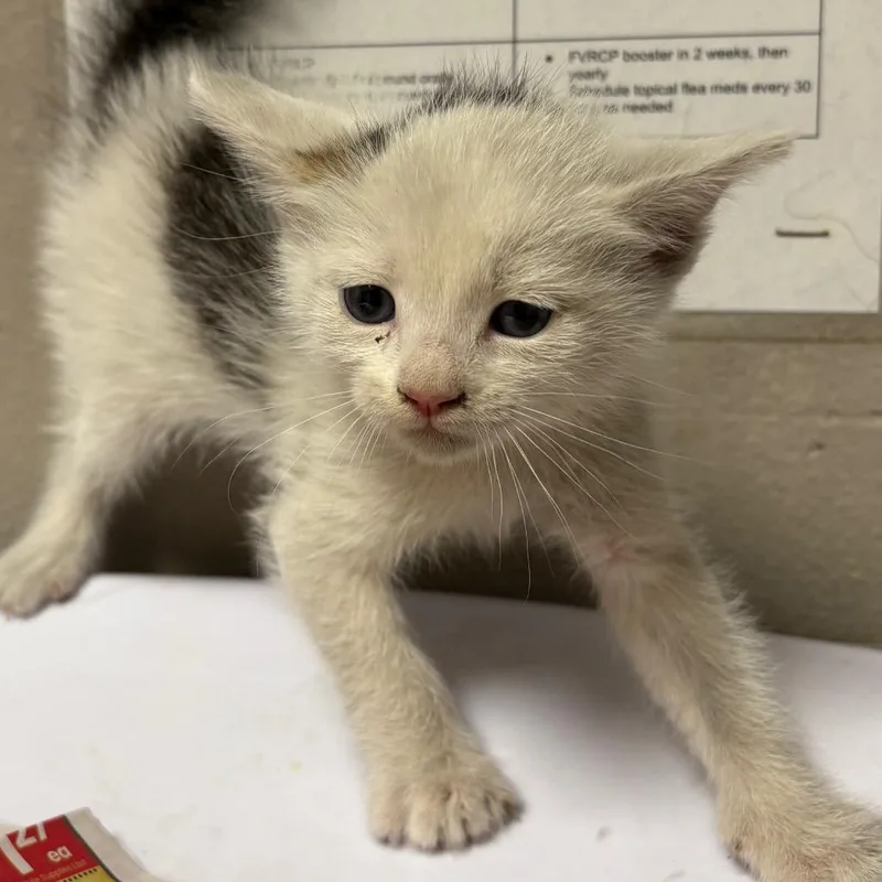 A baby small-sized male White Domestic Short Hair cat named Chicken for adoption in Yuma, AZ